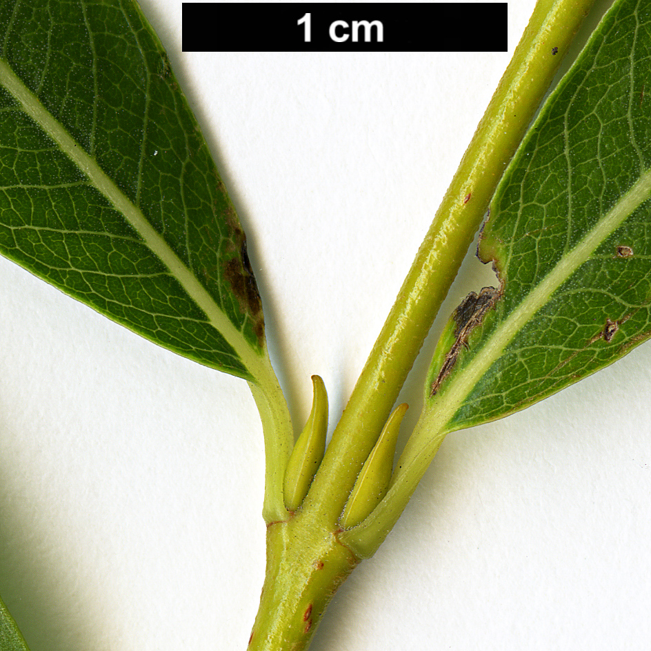 High resolution image: Family: Salicaceae - Genus: Salix - Taxon: purpurea - SpeciesSub: var. lambertiana